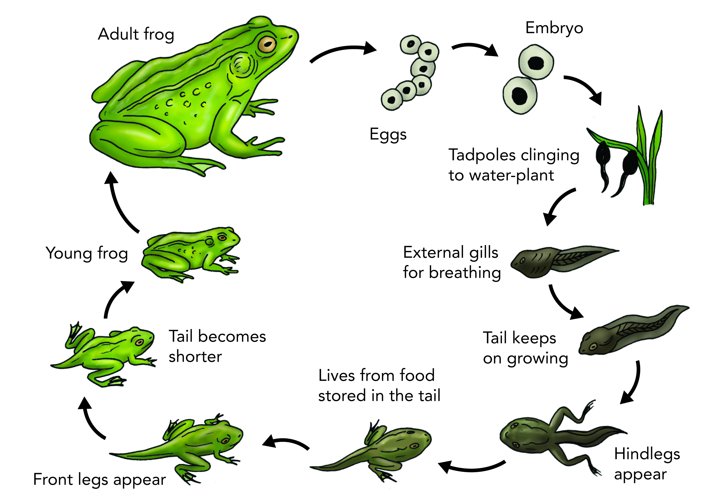 life-cycle-of-a-frog